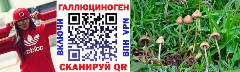 mega как зайти  Оса  Галлюциногенные грибы GOLDEN TEACHER 